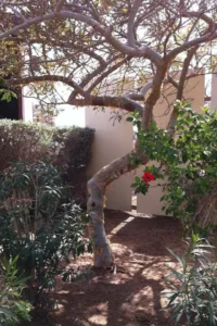 درخت کندر نقره ای در شرکت آمواج